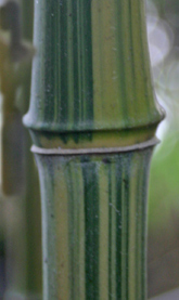 Phyllostachys aureosulcata 'Flavostriata'