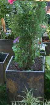Bambus als Kübelpflanze 
Pflege, Pflanzgefäße, Überwinterung