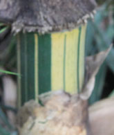 Bambusa pervariabilis 'Viridistriatus'