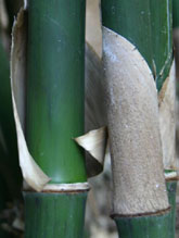Bambusa surrecta
