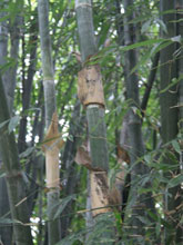 Bambusa teres