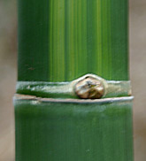 Bambusa emeiensis f. viridiflavus