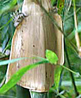 Bambusa subtruncata