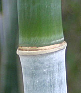 Bambusa cerosissima