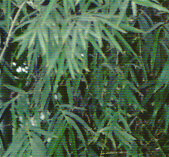Bambusa prominens