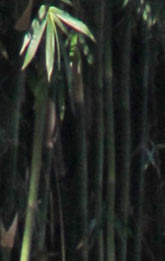 Bambusa rigida