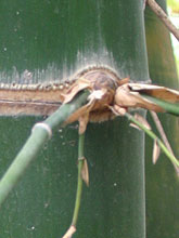 Dendrocalamus barbatus