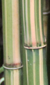 Drepanostachyum falconeri 'Damarapa'

- Candy cane bamboo -