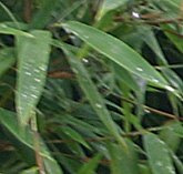 Fargesia murielae (murieliae) ‘Panda'