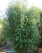 Fargesia murielae (murieliae) ‘Chinese Wall'®