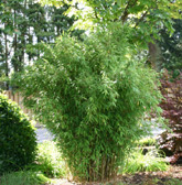 Horstig wachsende Bambusarten, Fargesia / Gartenbambus