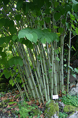 Russischer Bambus. Kein Bambus!
