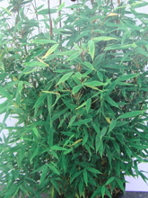 Fargesia murielae (murieliae) ‘Schwarzgrün‘