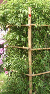 Bambusstützen, Bambusstäbe, Bambusstellage für Hecken