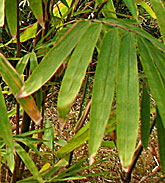 Guadua angustifolia in Süd-China