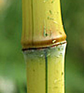 Phyllostachys aureosulcata 'Aureocaulis-Green stripe-Lama Tempel'