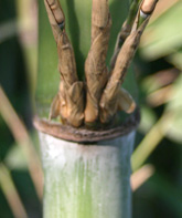 Pleioblastus maculata
