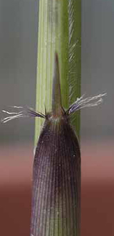 Yushania anceps