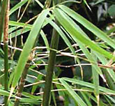 Yushania chungii 'Wolong' / 
Yushania brevipaniculata