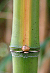 Phyllostachys bambusoides 'Castilloni-inversa'