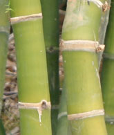 Bambusa pervariabilis