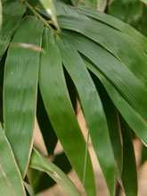 Bambusa diaoluoshanensis