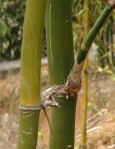 Bambusa xiashanensis
