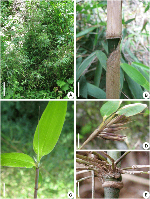 Bambus:Fargesia decurvata