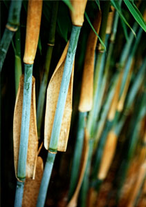 Bambus:Fargesia murielae ‘Standing Stone‘ ®