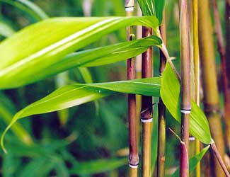 Bambus:Pleioblastus chino 'Kimmei'