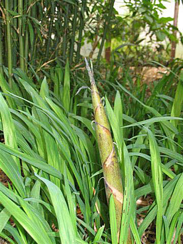Bambus:Phyllostachys acuta