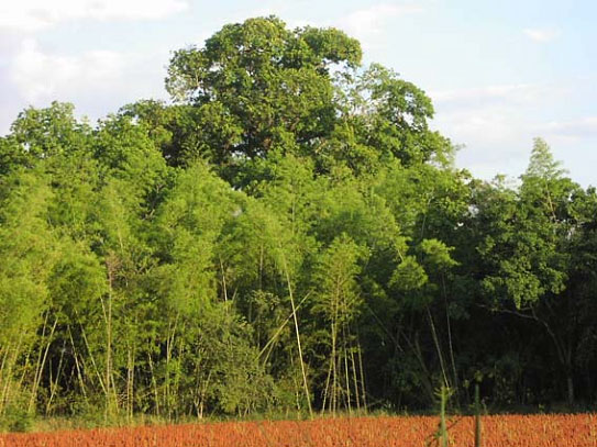Bambus:Guadua im tropischen Regenwald.