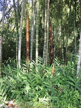 Bambus:Guadua / Forstw. Nutzung